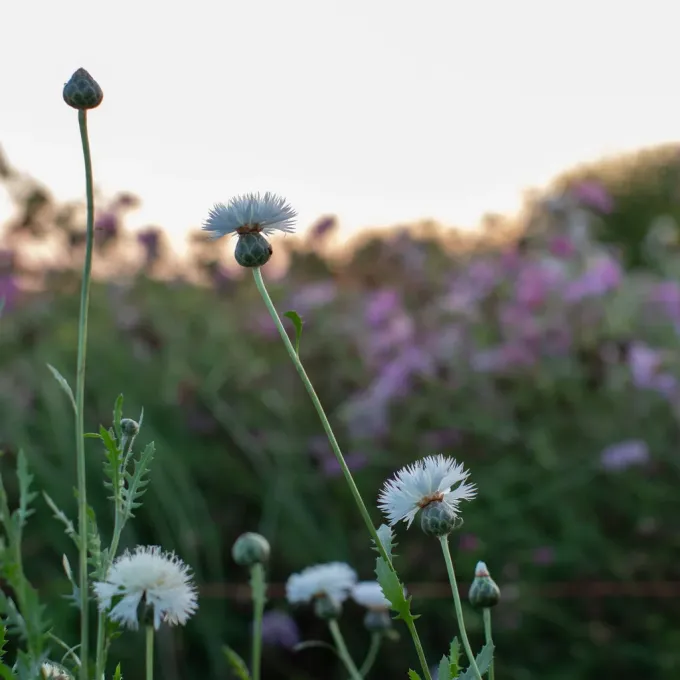 Imperial Centaury