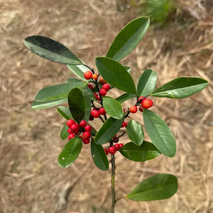 Dahoon holly