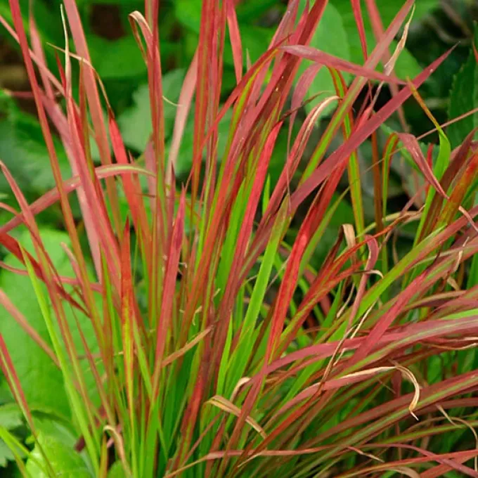 Imperata conferta