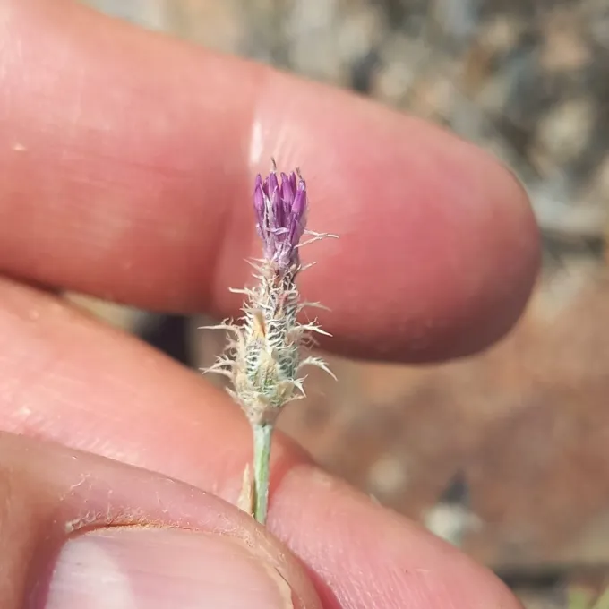 Centaurea virgata