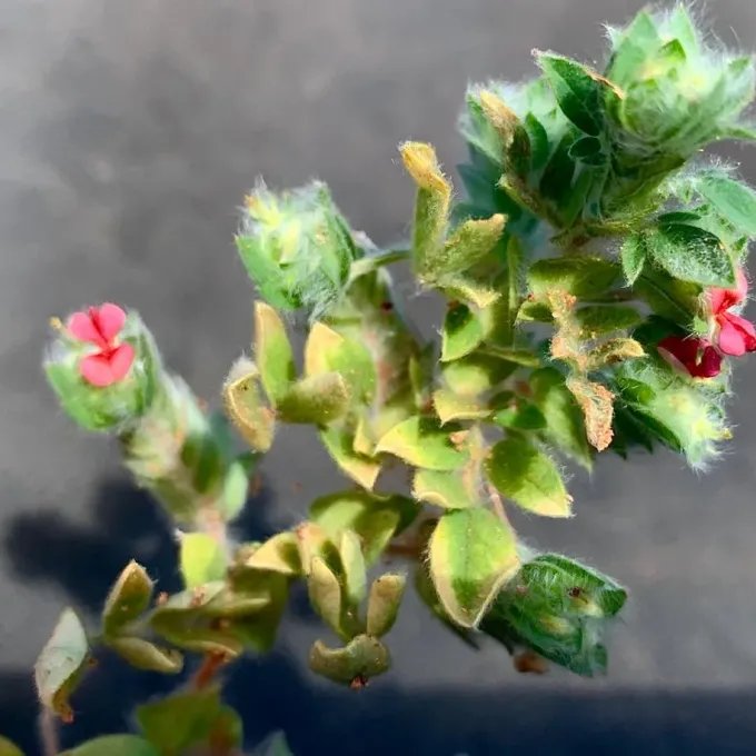 Indigofera strobilifera