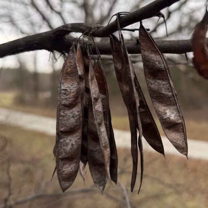 Eastern redbud