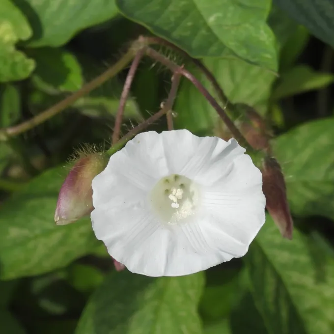 Five-leaf morning glory