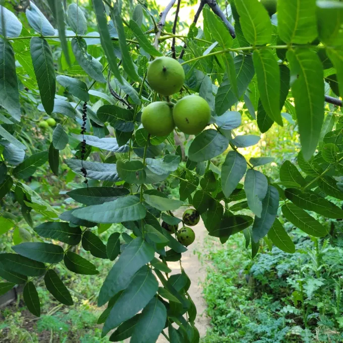 California walnut