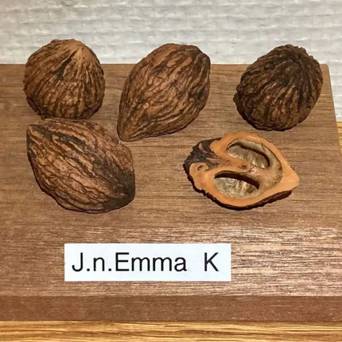 Bamber Walnut