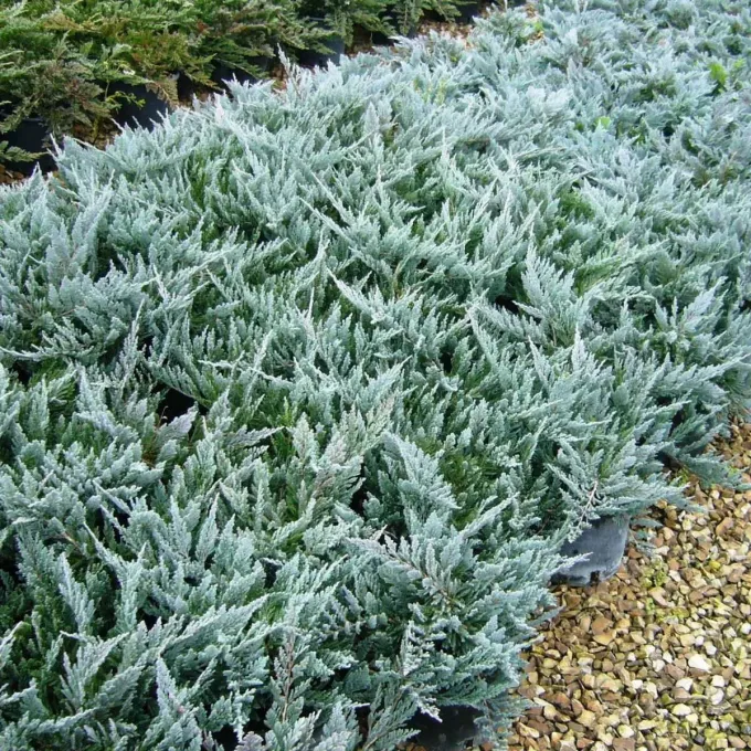 Glaucous juniper