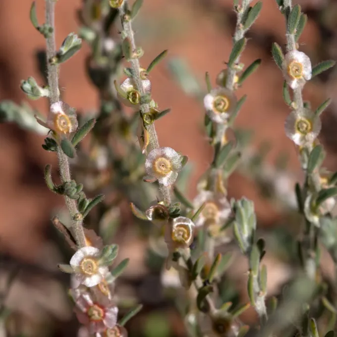 Kochia villosa