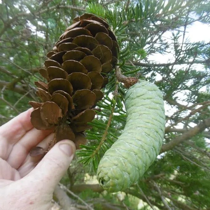Keteleeria evelyniana
