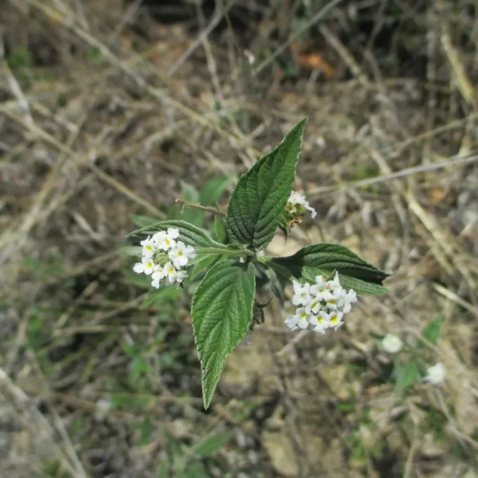 Lantana canescens