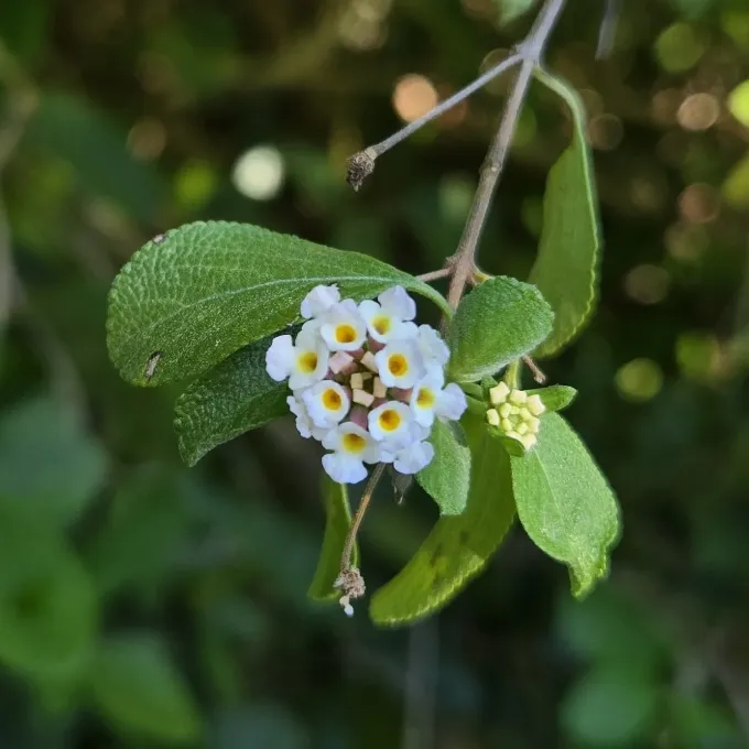 Lantana involucrata