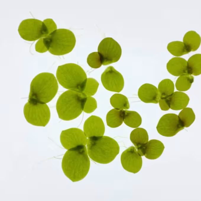 Lemna tenera