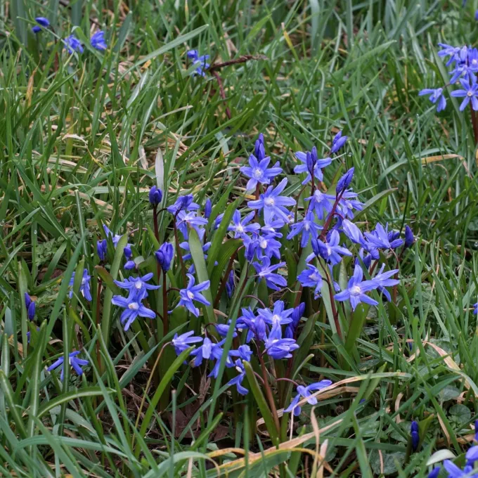 Chionodoxa sardensis