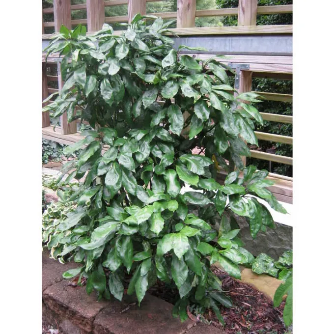 Lindera sericea