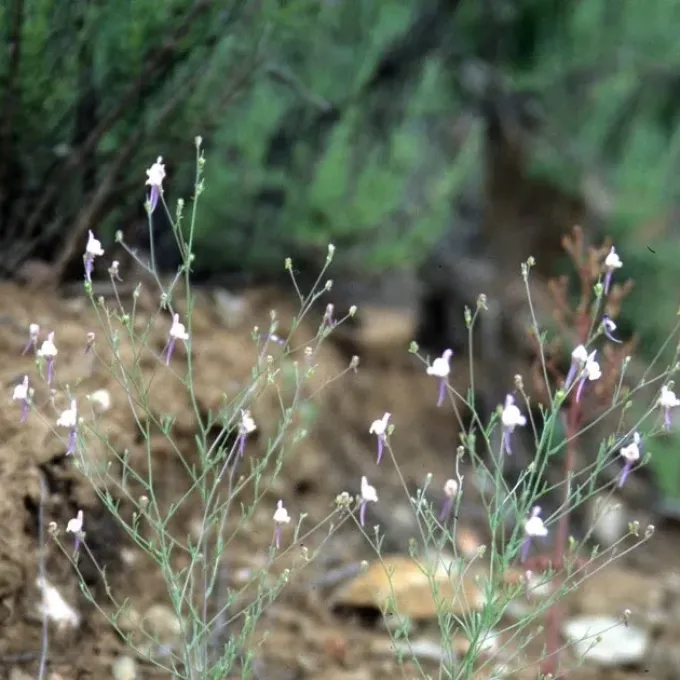 Ricard's Toadflax