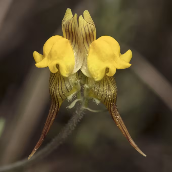 Linaria supina