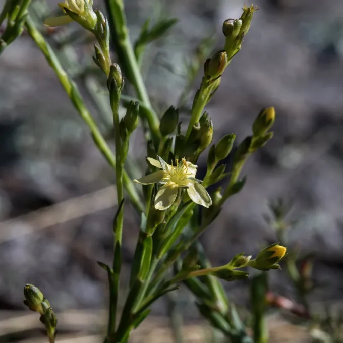New Mexico flax