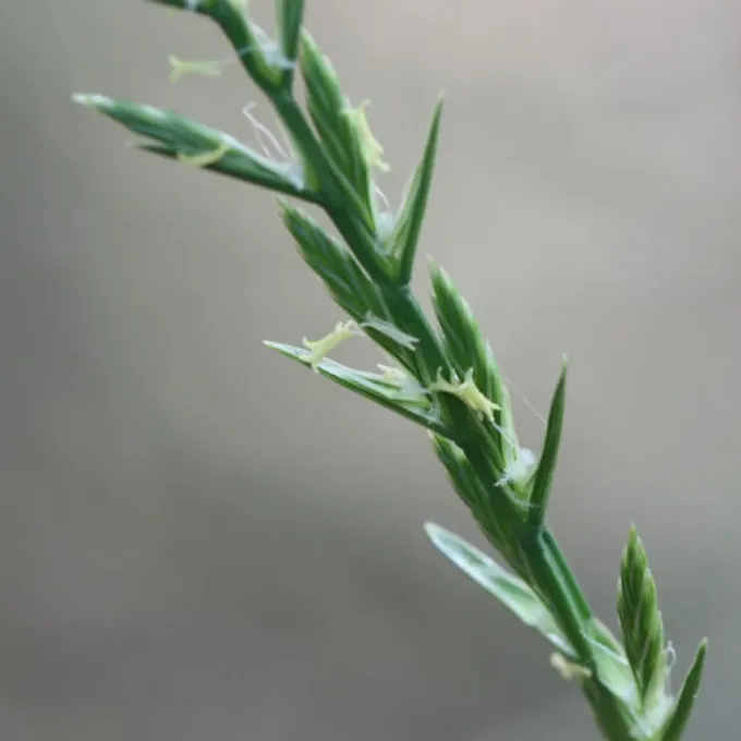 Wimmera ryegrass