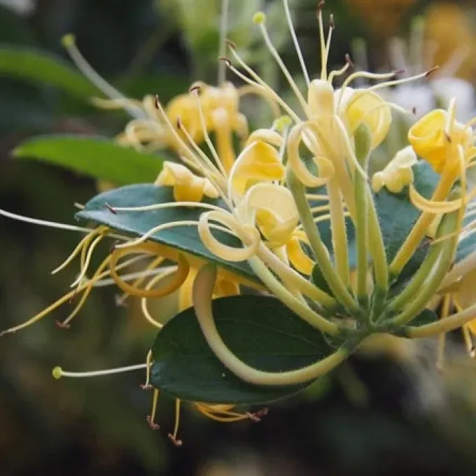Lonicera confusa