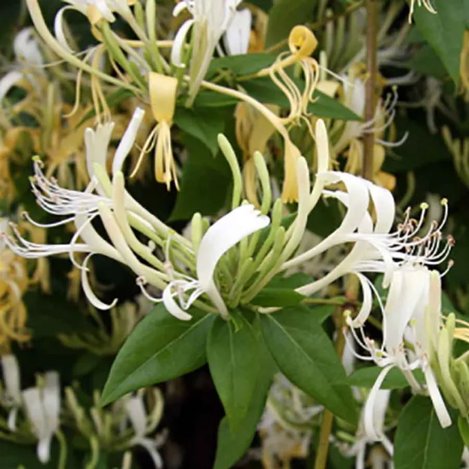 Lonicera similis