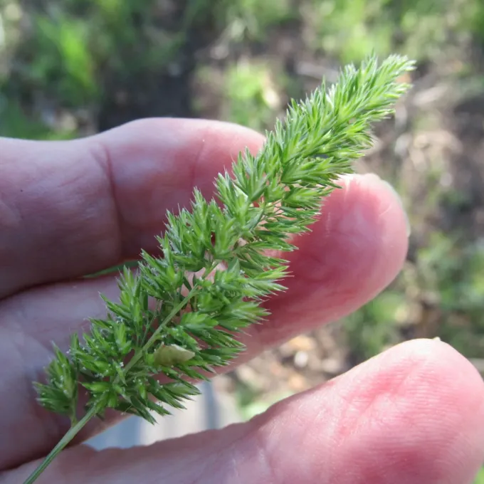 Mediterranean hairgrass