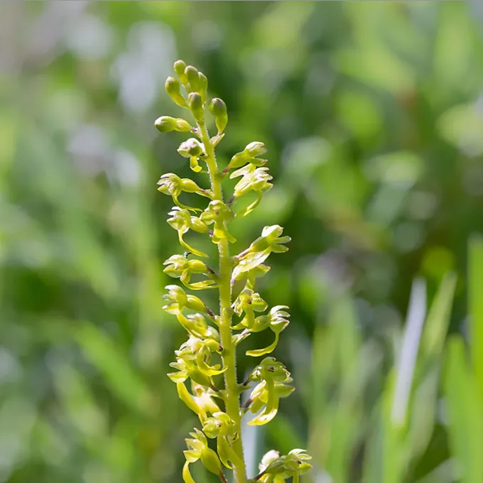 Twayblade