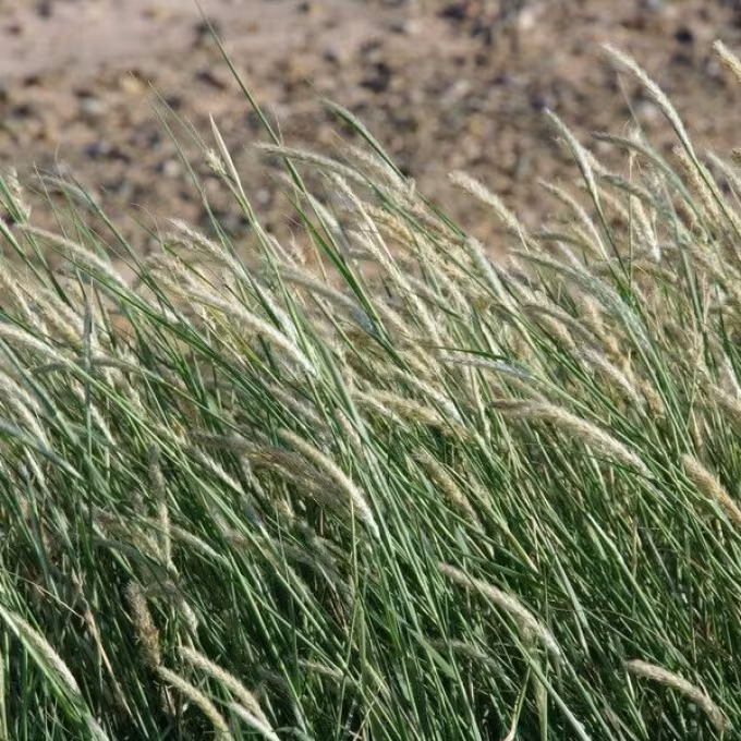 Lasiurus scindicus