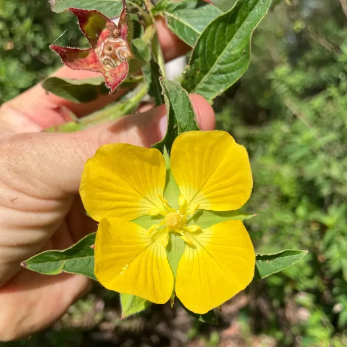 Ludwigia peruviana