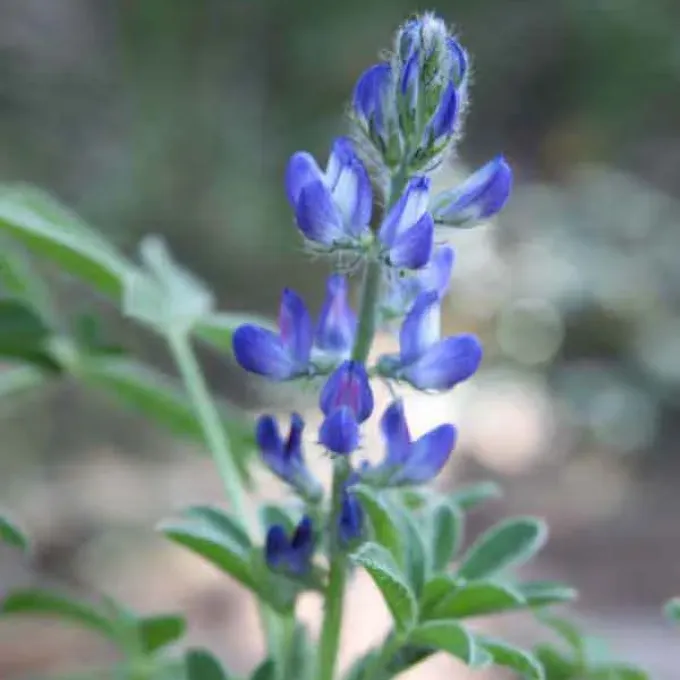 Small-flowered lupine