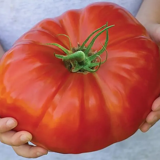 Tomato