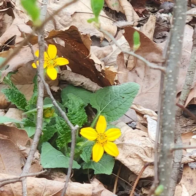 Хризогонум віргінський
