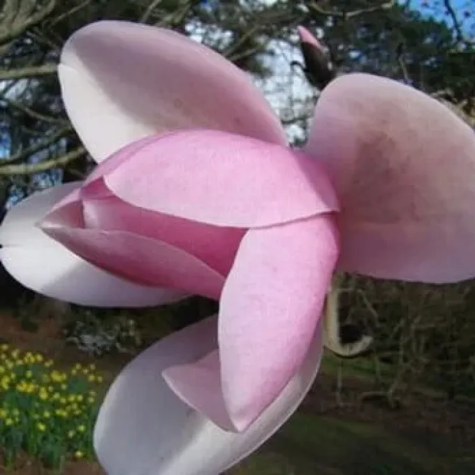 Dawson's Magnolia