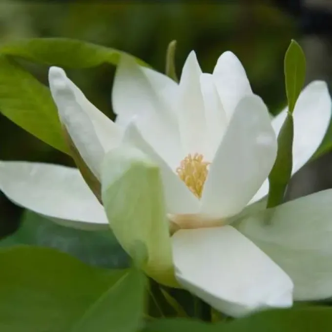 Thompson's Magnolia