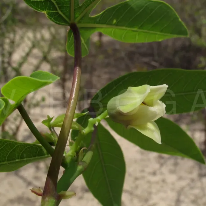 Manihot pseudoglaziovii