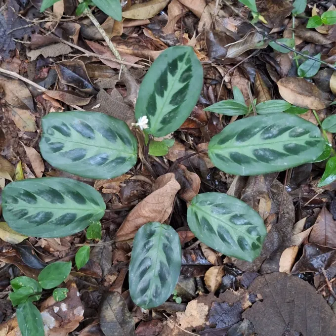 Maranta cristata