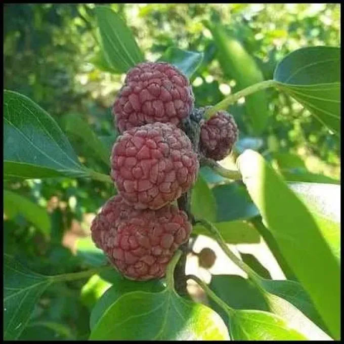 Macludrania