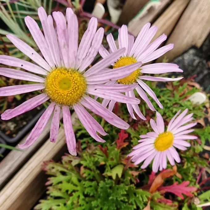 Weyrich's chrysanthemum