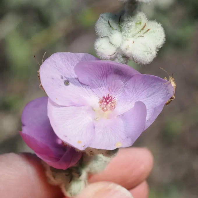 Malacothamnus