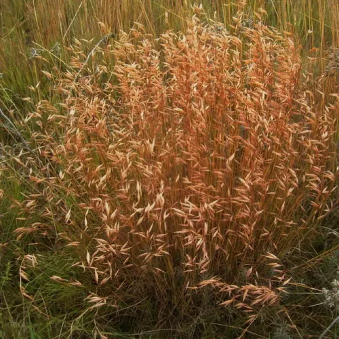 Monocymbium ceresiforme