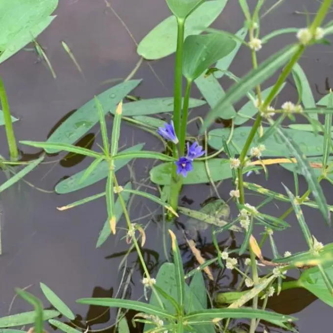 Pickerelweed