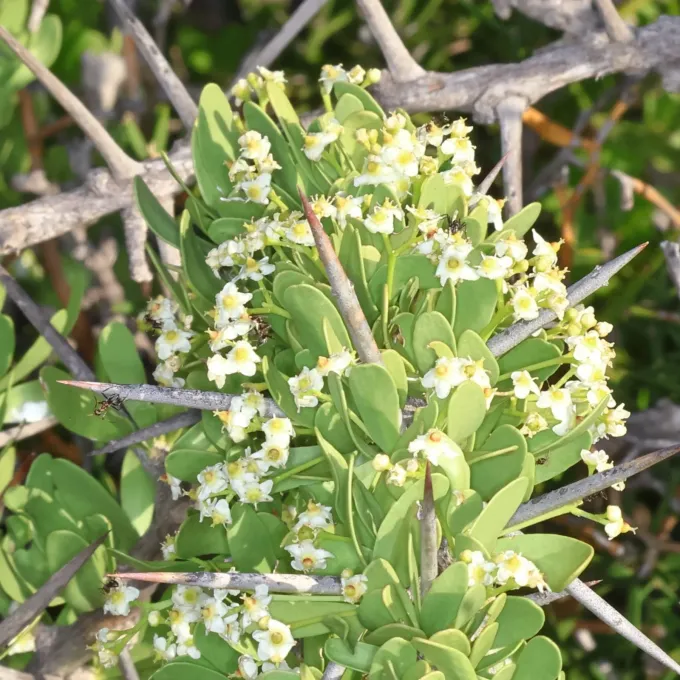 Gymnosporia heterophylla