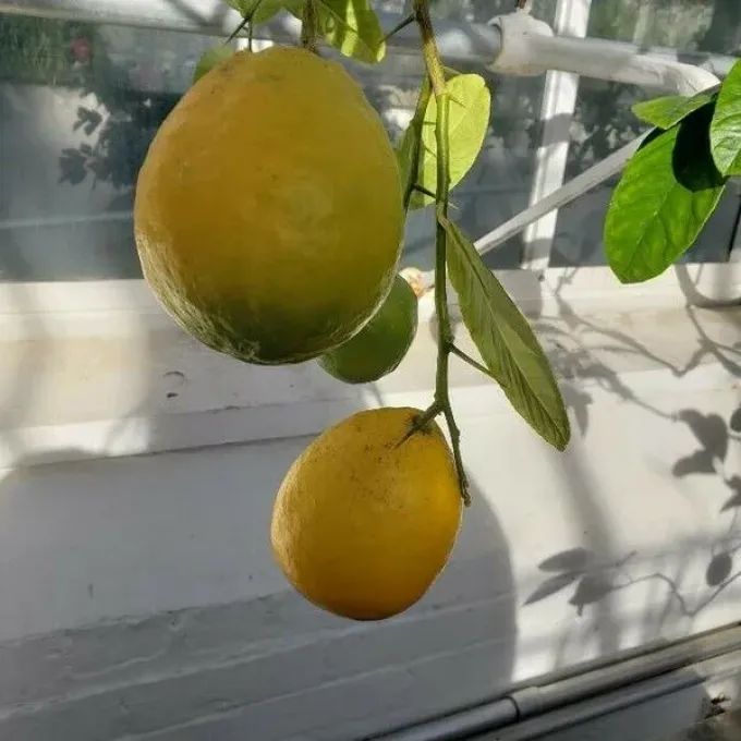 Assam lemon
