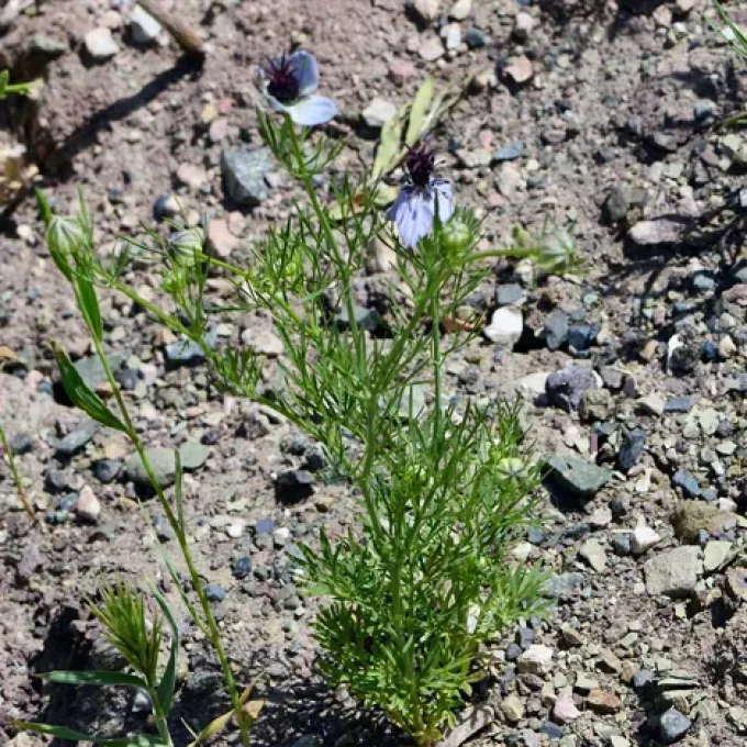 Fennel flower