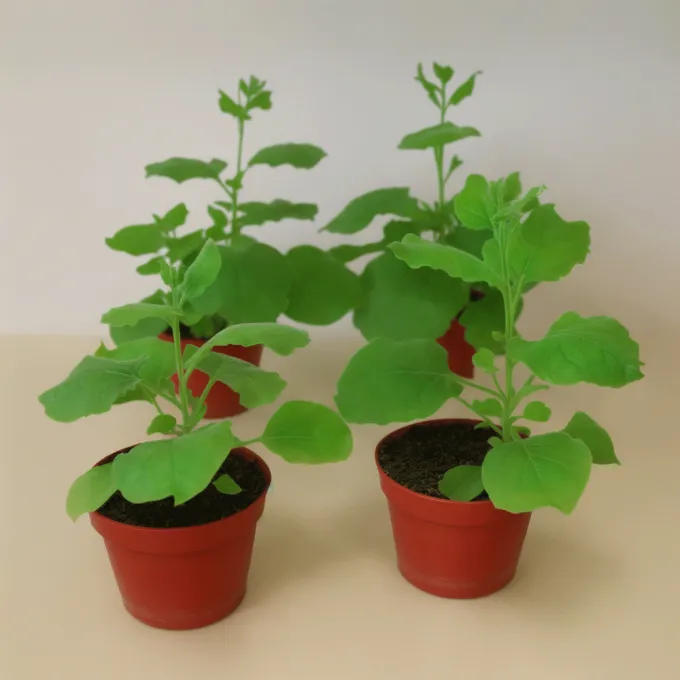 Nicotiana benthamiana