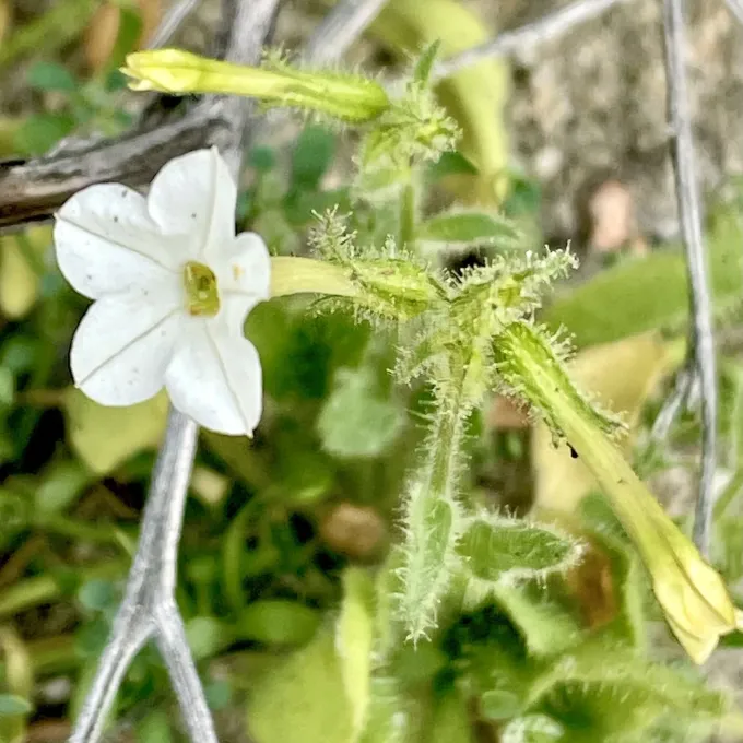 Nicotiana clevelandii