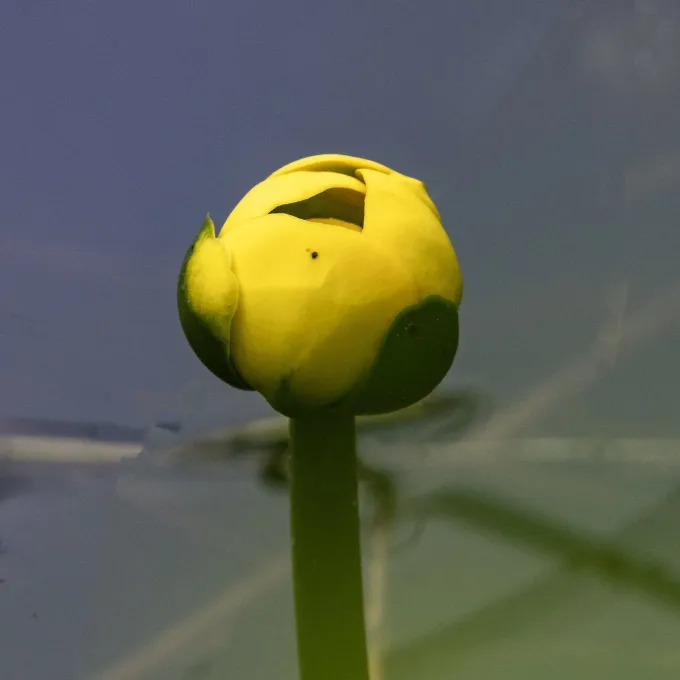 Spatterdock