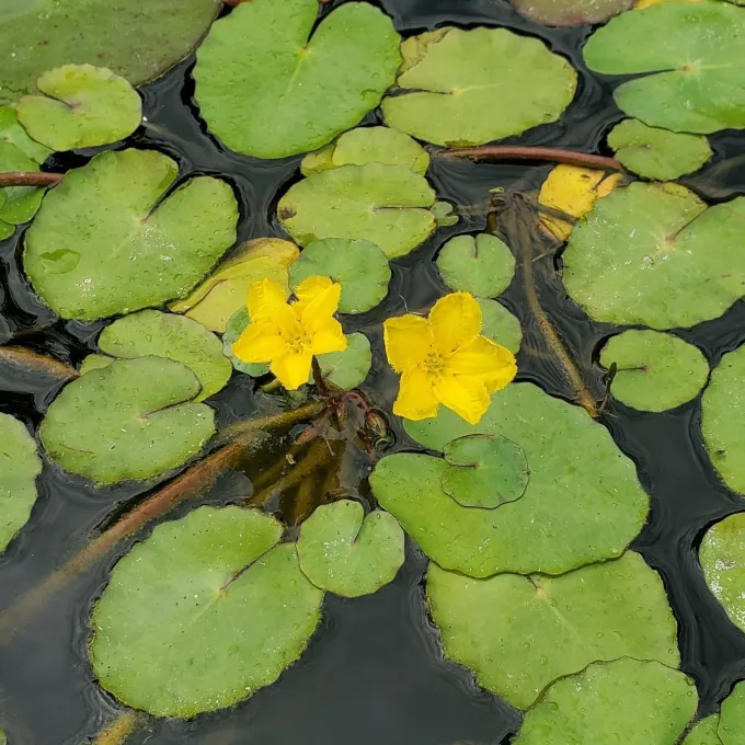 Fringed water lily