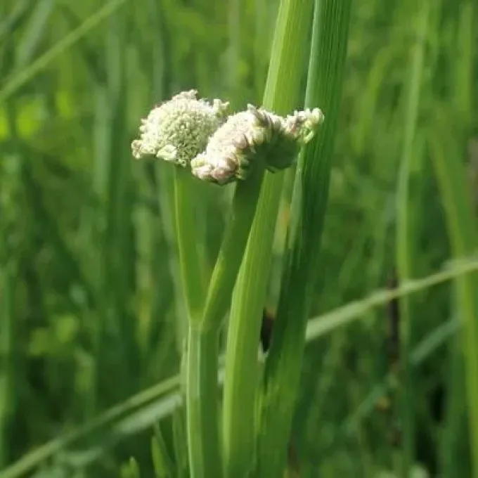 Tubular water-dropwort
