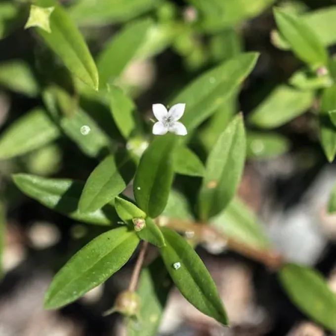 Oldenlandia sclerophylla