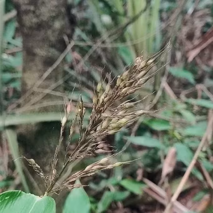 Olyra latifolia