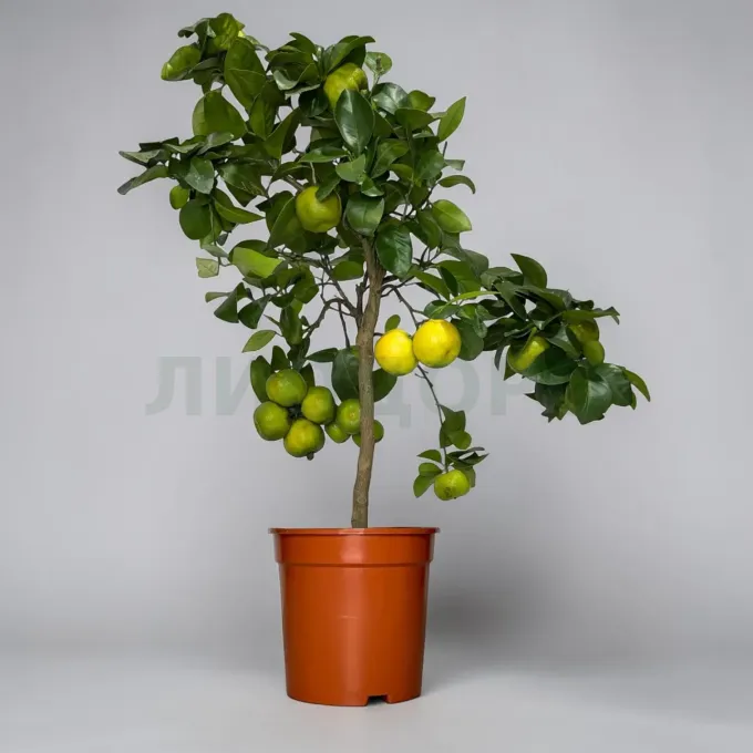 Limetta